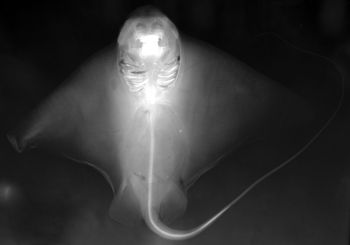 Media type: image; Ichthyology 158054